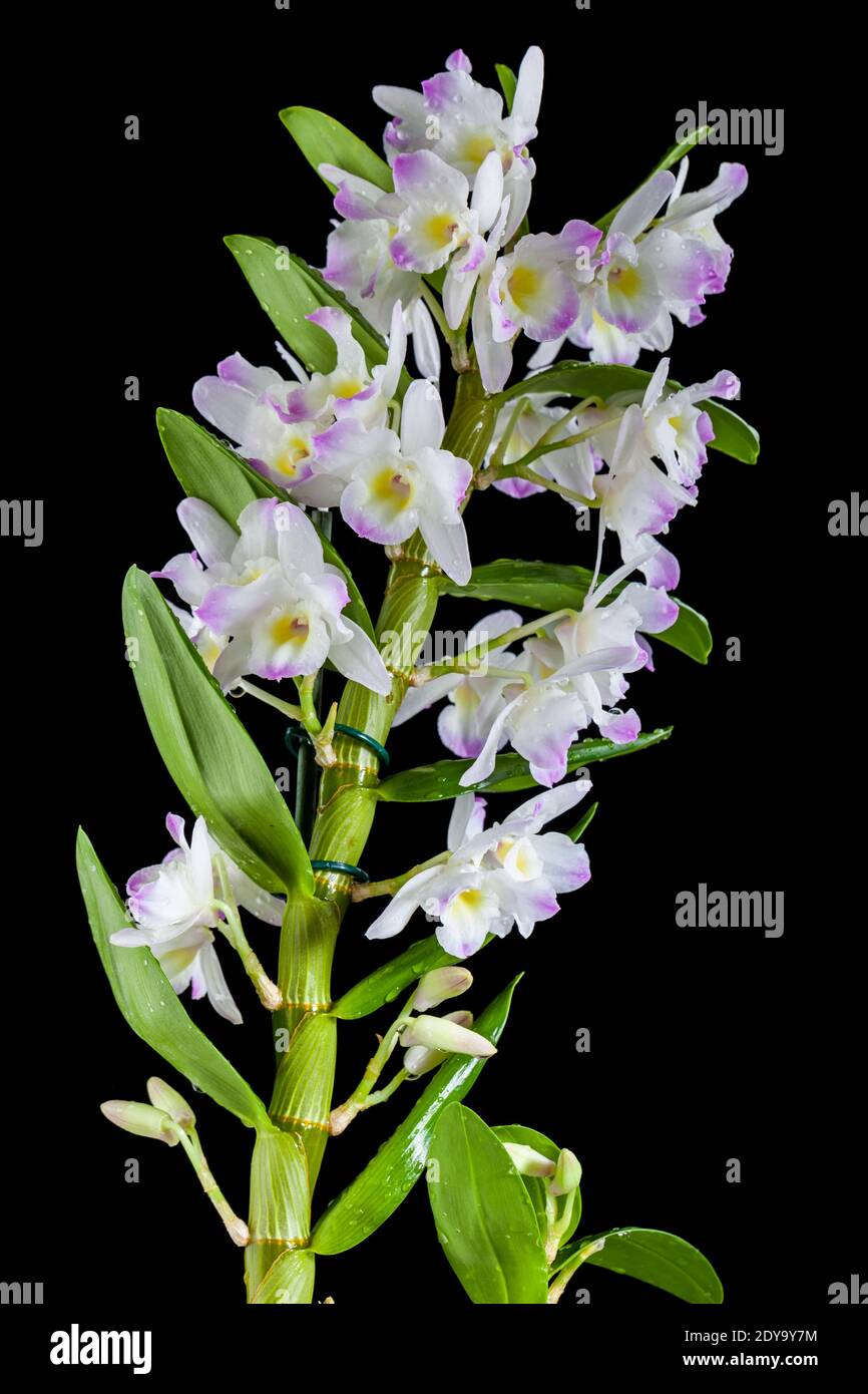 Orchidea, Orkidé (ibrido Dendrobium) Foto Stock