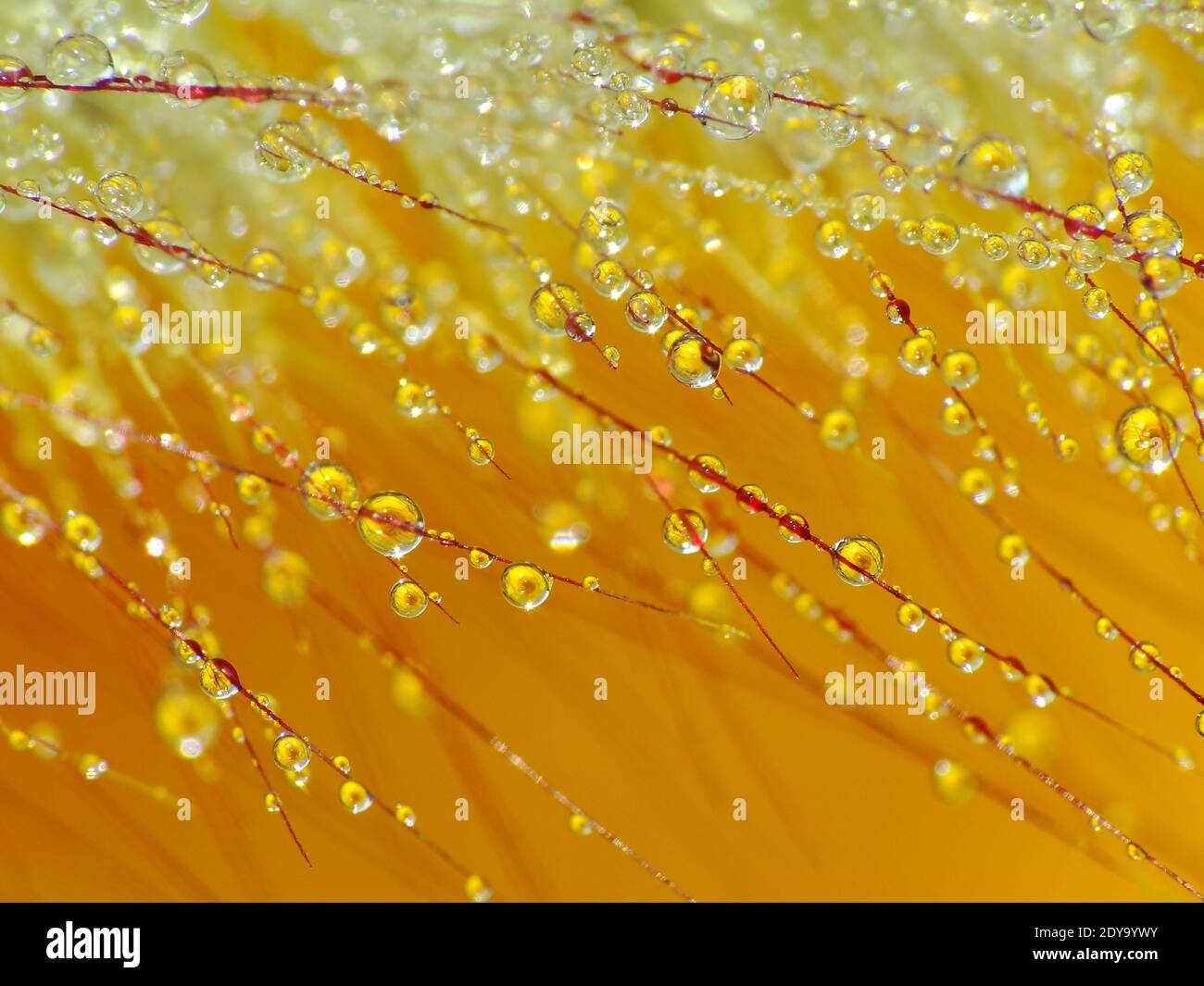 La rugiada cade sull'erba al mattino presto Foto Stock