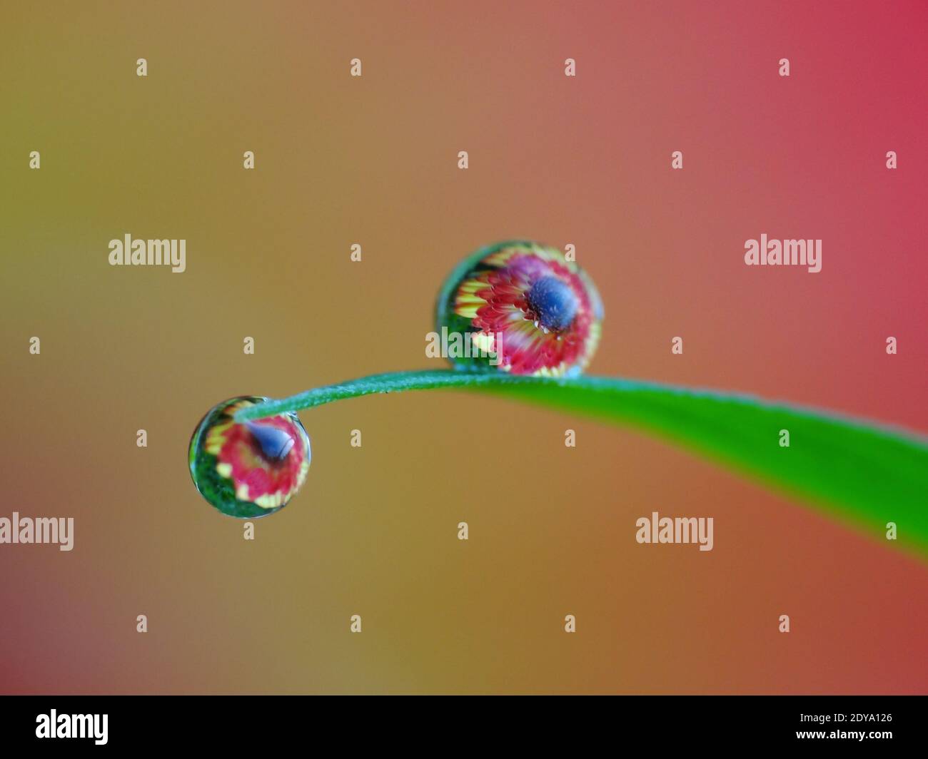La rugiada cade sull'erba al mattino presto Foto Stock