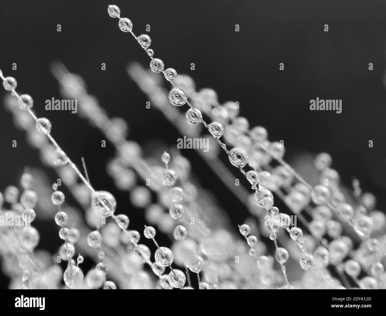 La rugiada cade sull'erba al mattino presto Foto Stock