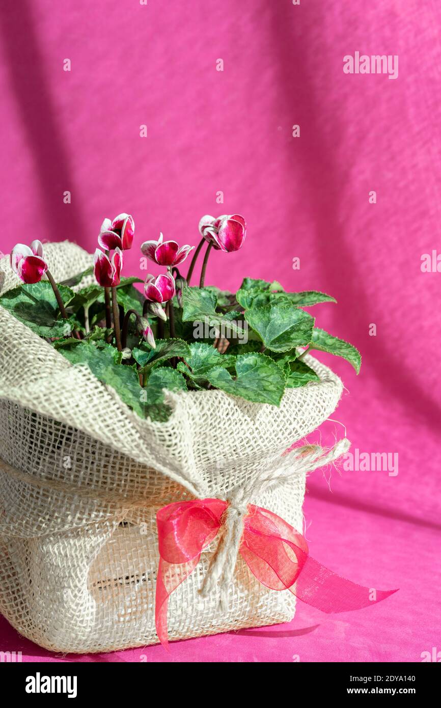 Pericum porpora ciclamino in una pentola confezionata come un regalo con tela ecologica e nastro su sfondo viola. Foto Stock