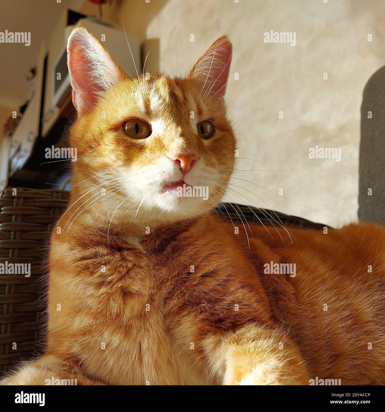 Sguardo sorpreso sul volto divertente di un adulto rosso cat Foto Stock