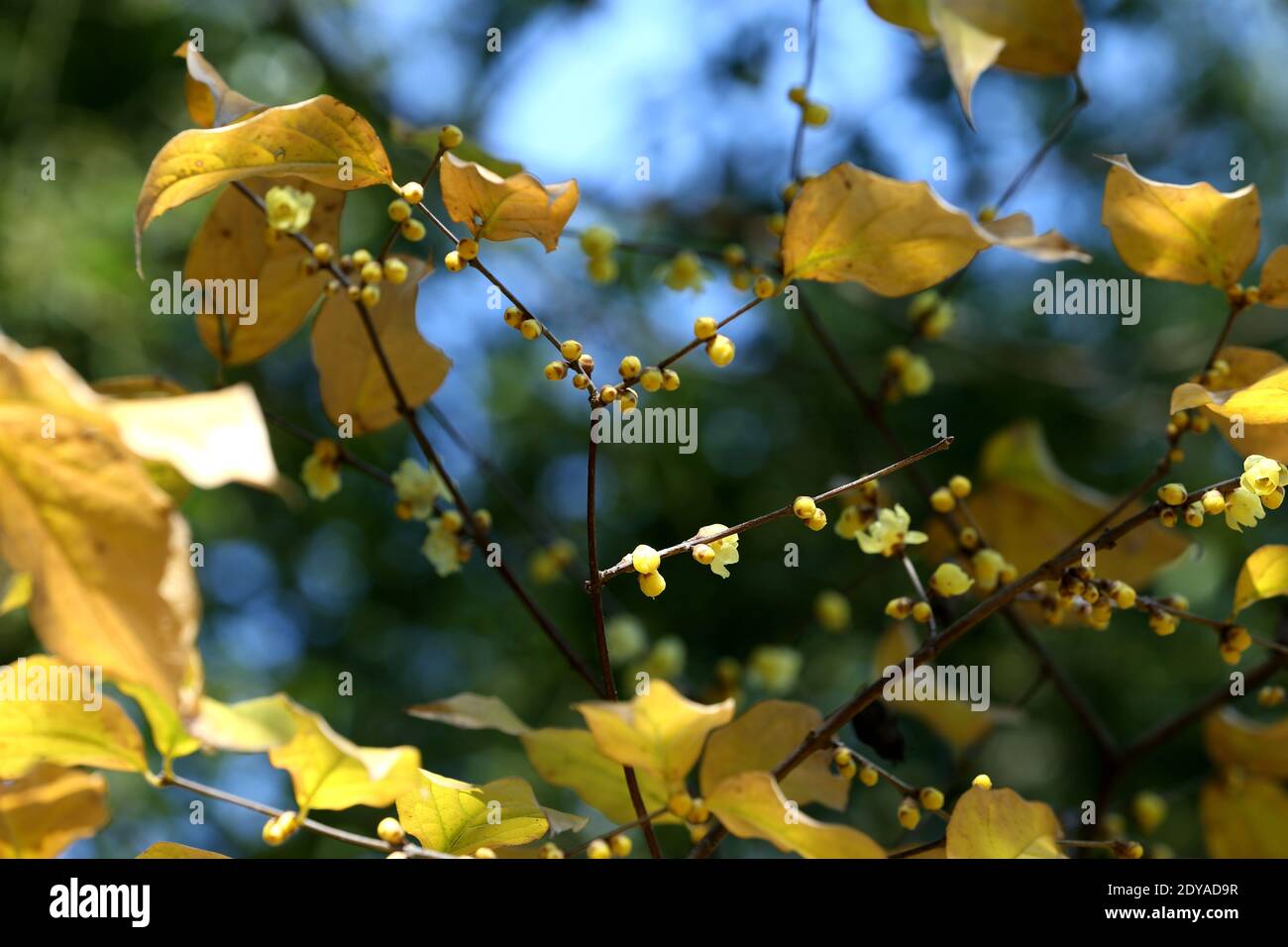 I wintersweets giallo dorato fioriscono con una piacevole fragranza floreale sulle strade, gli spazi verdi, i parchi e le comunità a Shanghai, Cina, 21 Decem Foto Stock