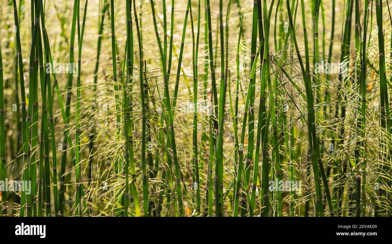 Campo di pianta di bambù nel parco, fuoco selettivo morbido, sfondo sfocato, struttura. Foto Stock