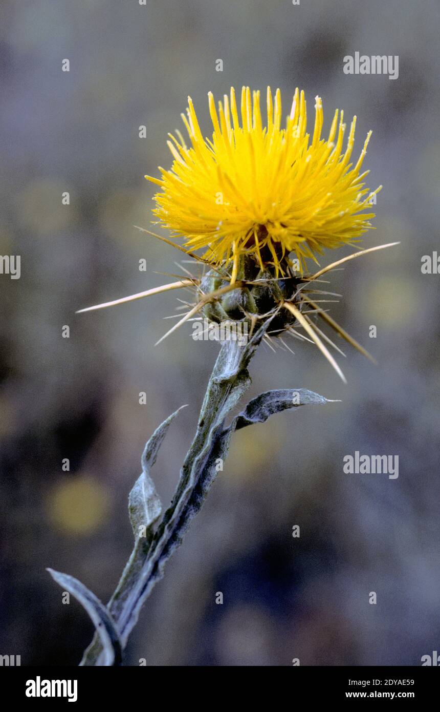 Thistle stella gialla (Centauria solstitialis), una specie invasiva nociva, nell'Idaho centro-occidentale Foto Stock