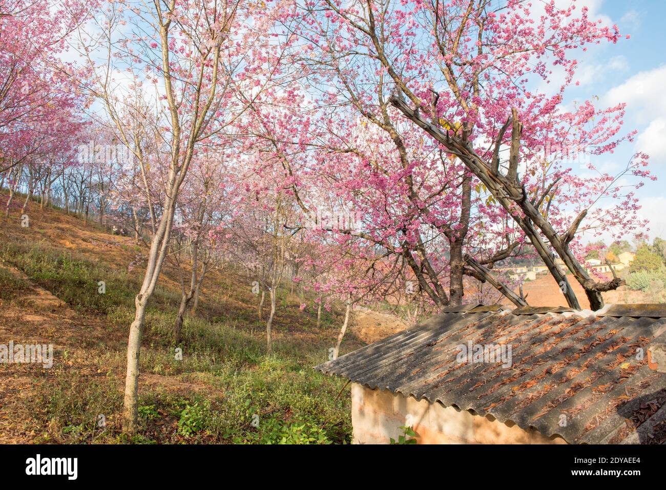 Lo scenario della fioritura dei ciliegi rosa d'inverno su tutte le montagne di Dongjiashan, contea di Huaning, città di Yuxi, provincia di Yunnan sud-occidentale, 14 dicembre Foto Stock