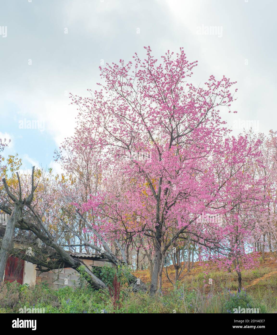 Lo scenario della fioritura dei ciliegi rosa d'inverno su tutte le montagne di Dongjiashan, contea di Huaning, città di Yuxi, provincia di Yunnan sud-occidentale, 14 dicembre Foto Stock