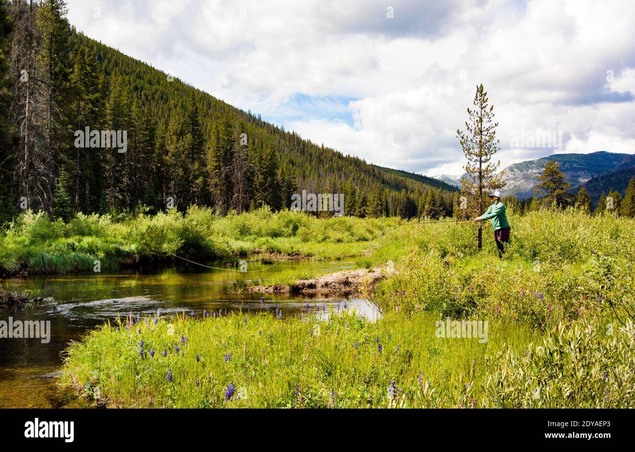 Una donna vola pesca l'acqua lento movimento della Ross Fork, a Cow Camp Meadows. Il Ross Fork di Rock Creek si trova nella contea di Granite, Montana. Foto Stock