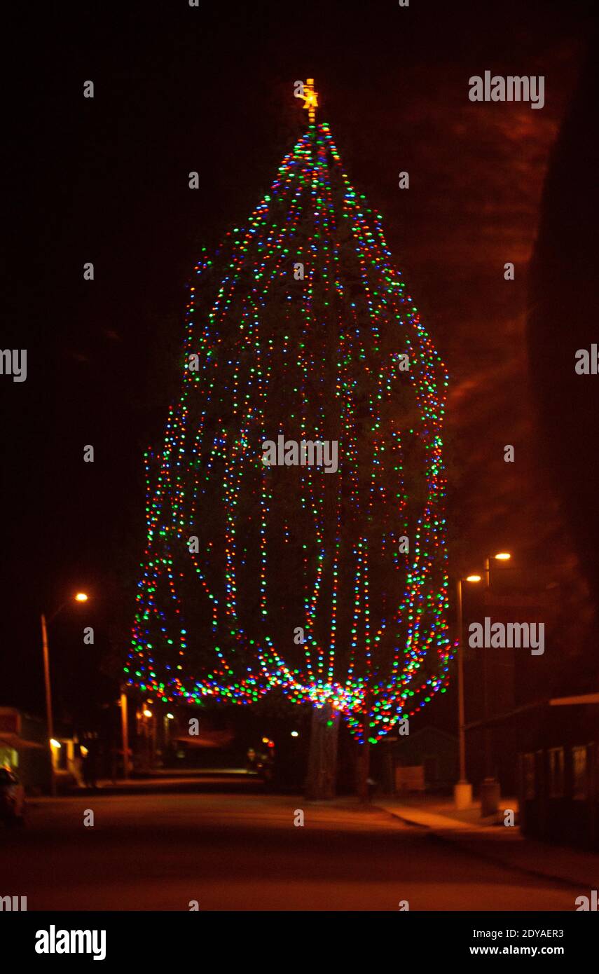 La città di Troy, Montana, rivivere l'abete Douglas albero di Natale giù dall'Ufficio postale, a fine marzo, per aggiungere un po 'di allegria durante la pandemia. Foto Stock