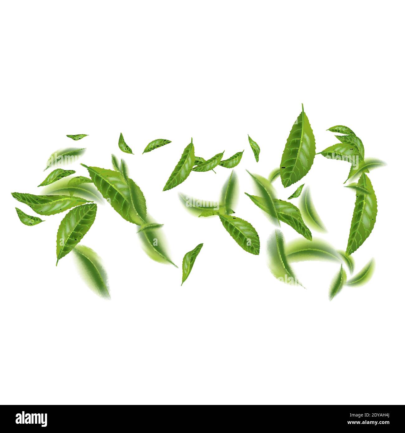 foglie di tè verdi. ceylon indiano o foglia di tè verde cinese con steli,  isolati su sfondo bianco. illustrazione vettoriale 3d realistica 5170811  Arte vettoriale a Vecteezy