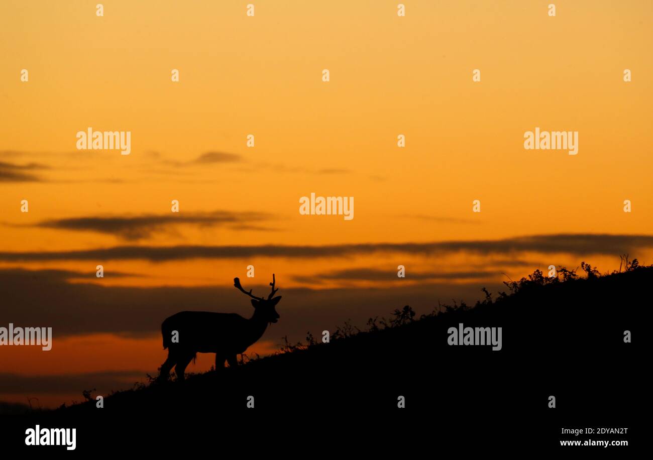 Newtown Linford, Leicestershire, Regno Unito. 25 dicembre 2020. Meteo nel Regno Unito. Un allow Deer Stag si fermerà all'alba il giorno di Natale nel Bradgate Park. Credit Darren Staples/Alamy Live News. Foto Stock