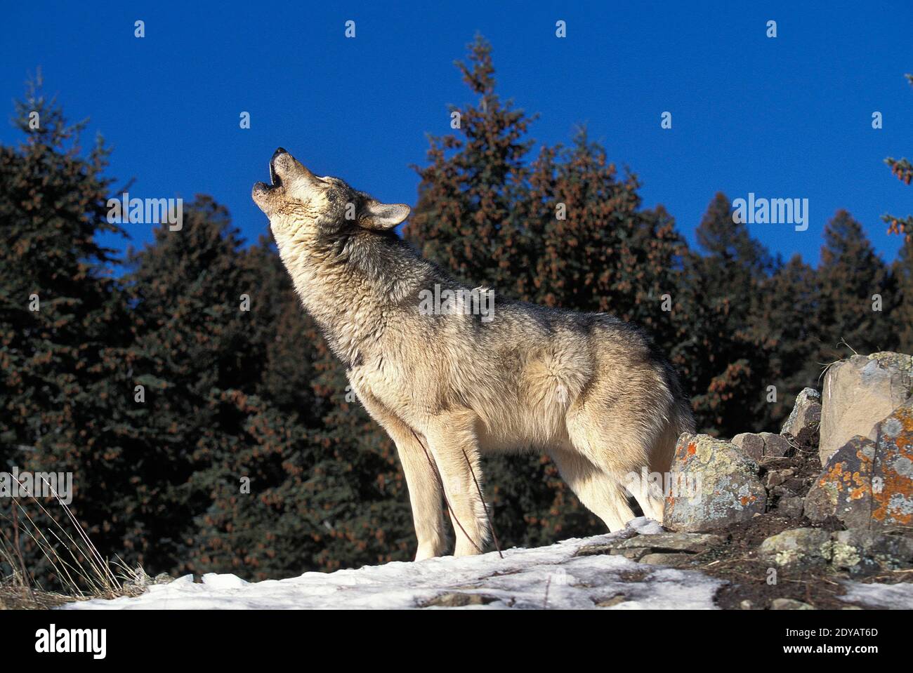 Lupo europeo, lupo canis, agnello per adulti Foto Stock