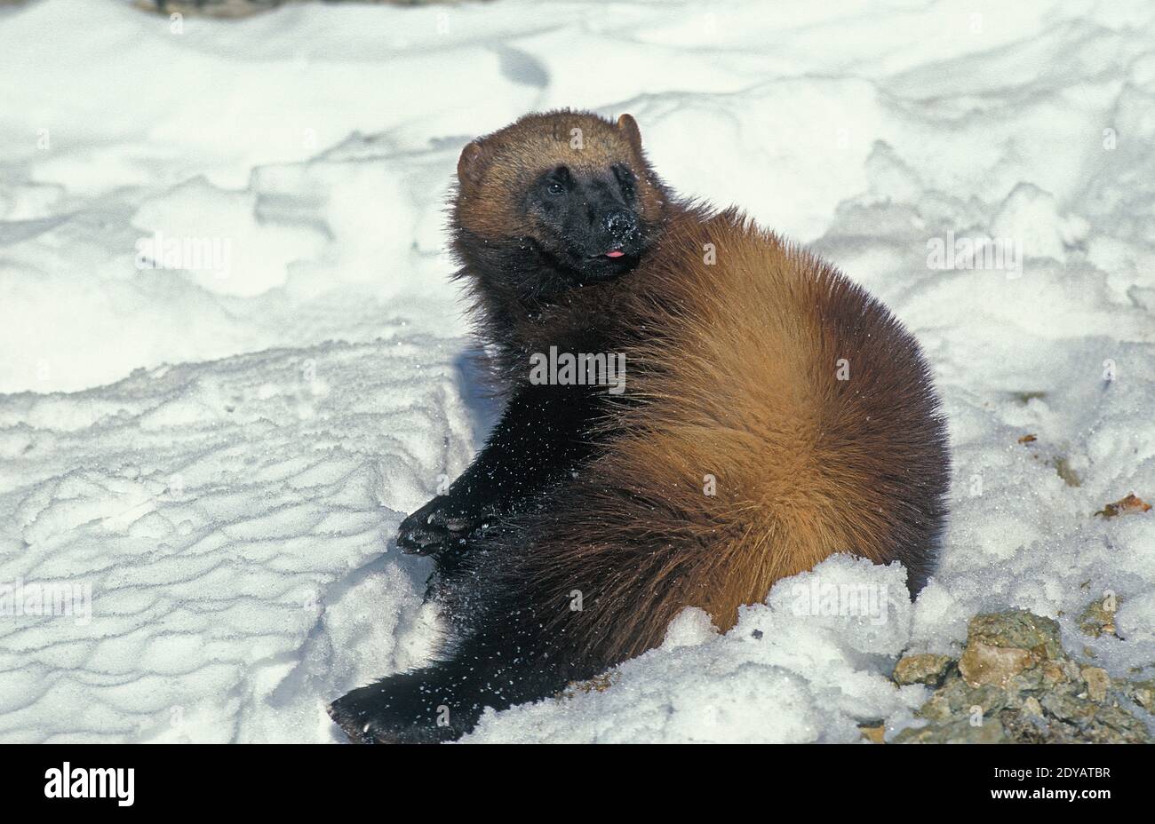 North American Wolverine, gulo gulo luscus, Adulti permanente sulla neve, Canada Foto Stock