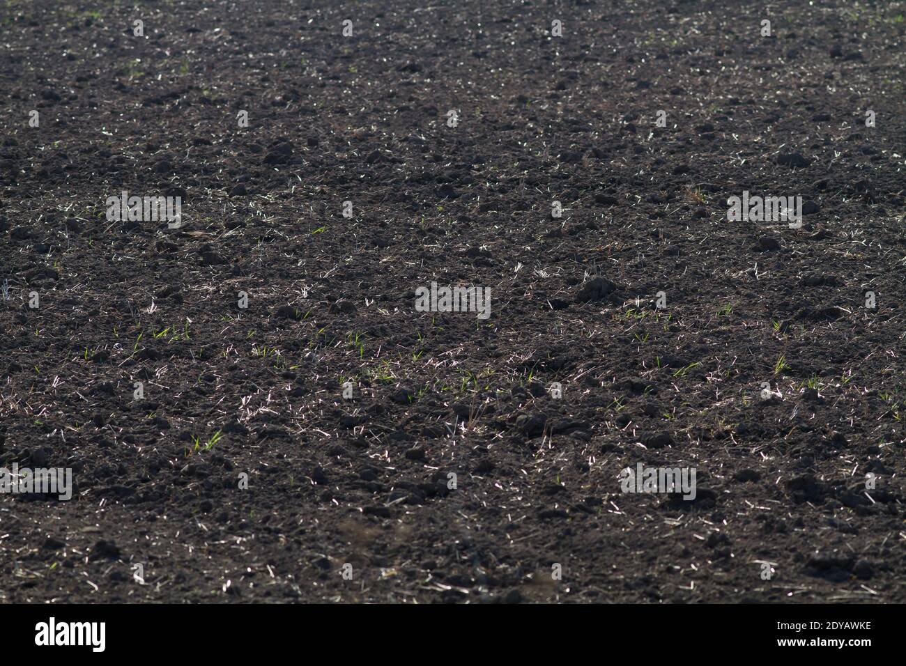 terreno scuro con grumi su un campo arato (fuoco selettivo) Foto Stock