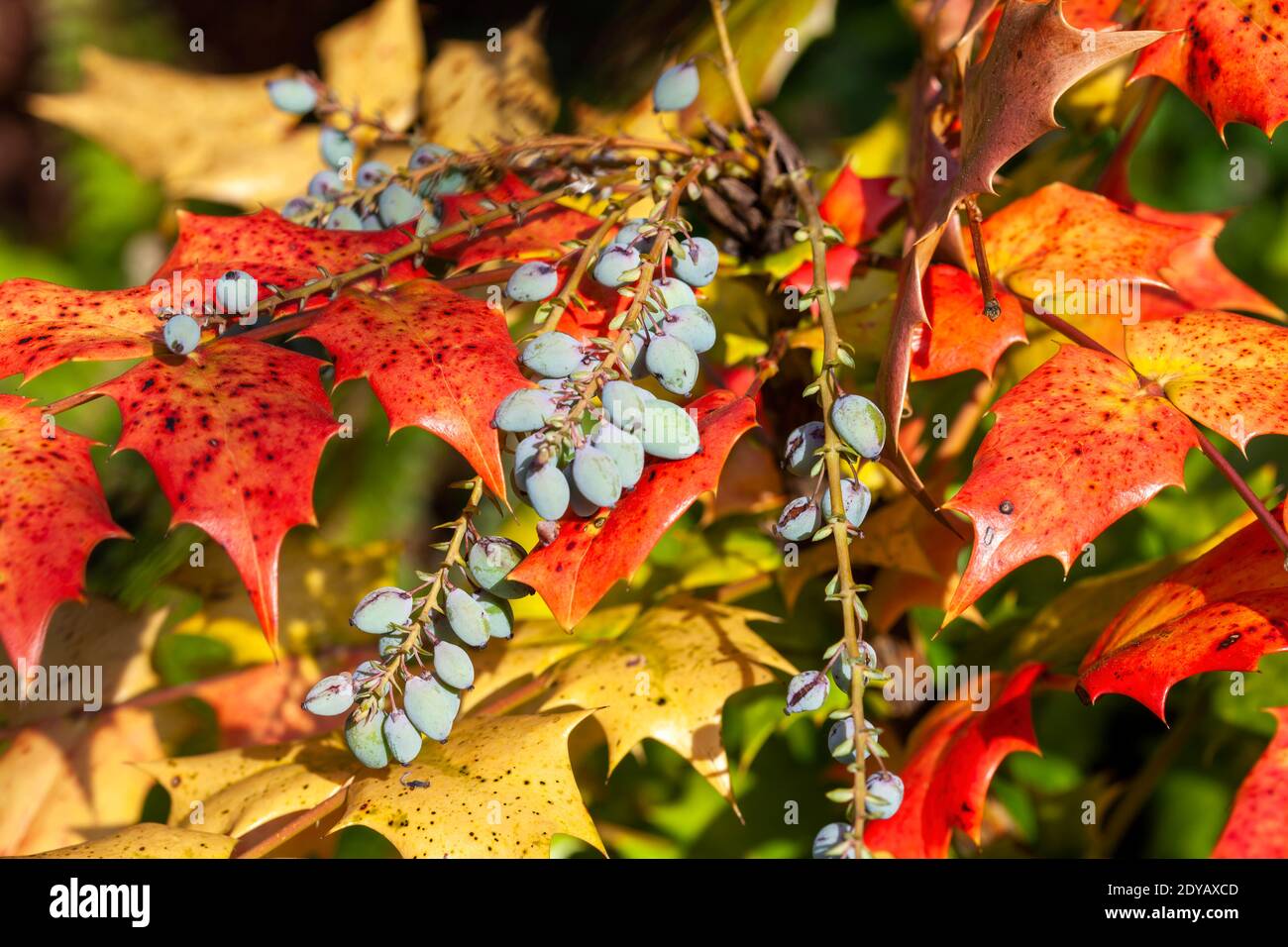 Mahonia Japonica conosciuto anche come l'uva Oregon un arbusto sempreverde giardino nativo dell'Asia, foto stock Foto Stock