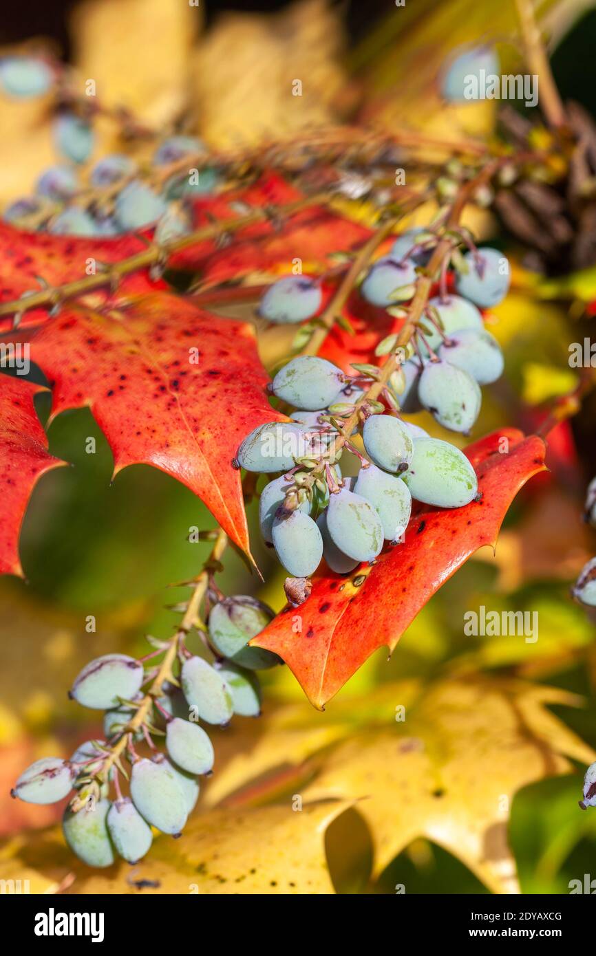 Mahonia Japonica conosciuto anche come l'uva Oregon un arbusto sempreverde giardino nativo dell'Asia, foto stock Foto Stock