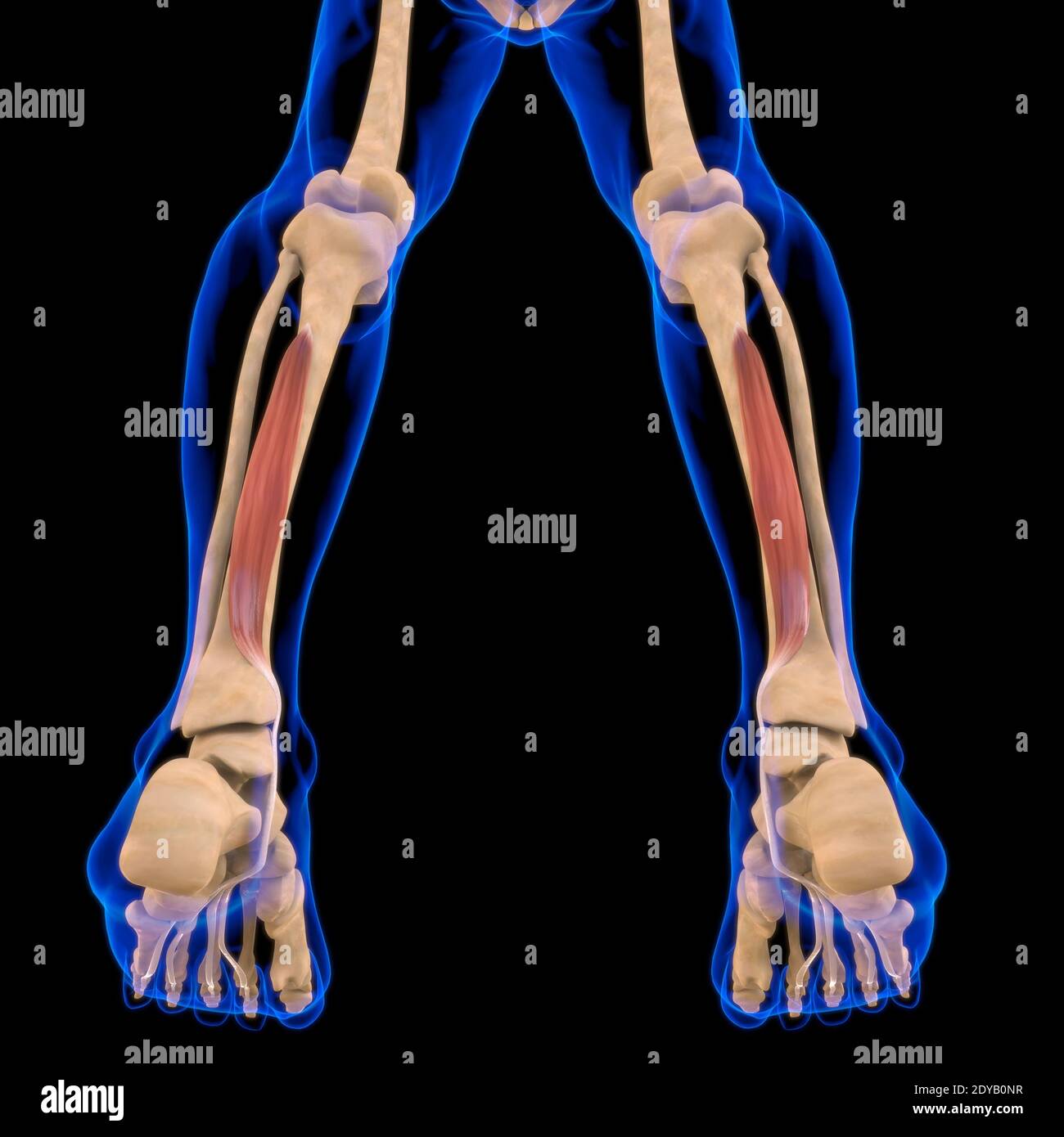 Illustrazione 3D, muscolo è un tessuto molle, le cellule muscolari contengono proteine, producendo una contrazione che cambia sia la lunghezza che la forma del ce Foto Stock