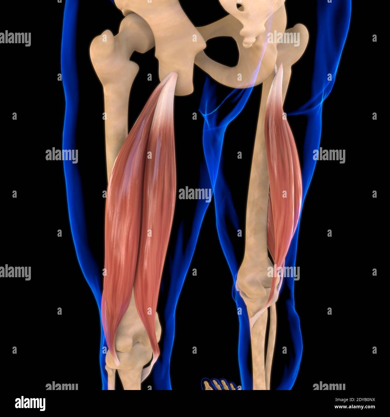 Illustrazione 3D, muscolo è un tessuto molle, le cellule muscolari contengono proteine, producendo una contrazione che cambia sia la lunghezza che la forma del ce Foto Stock