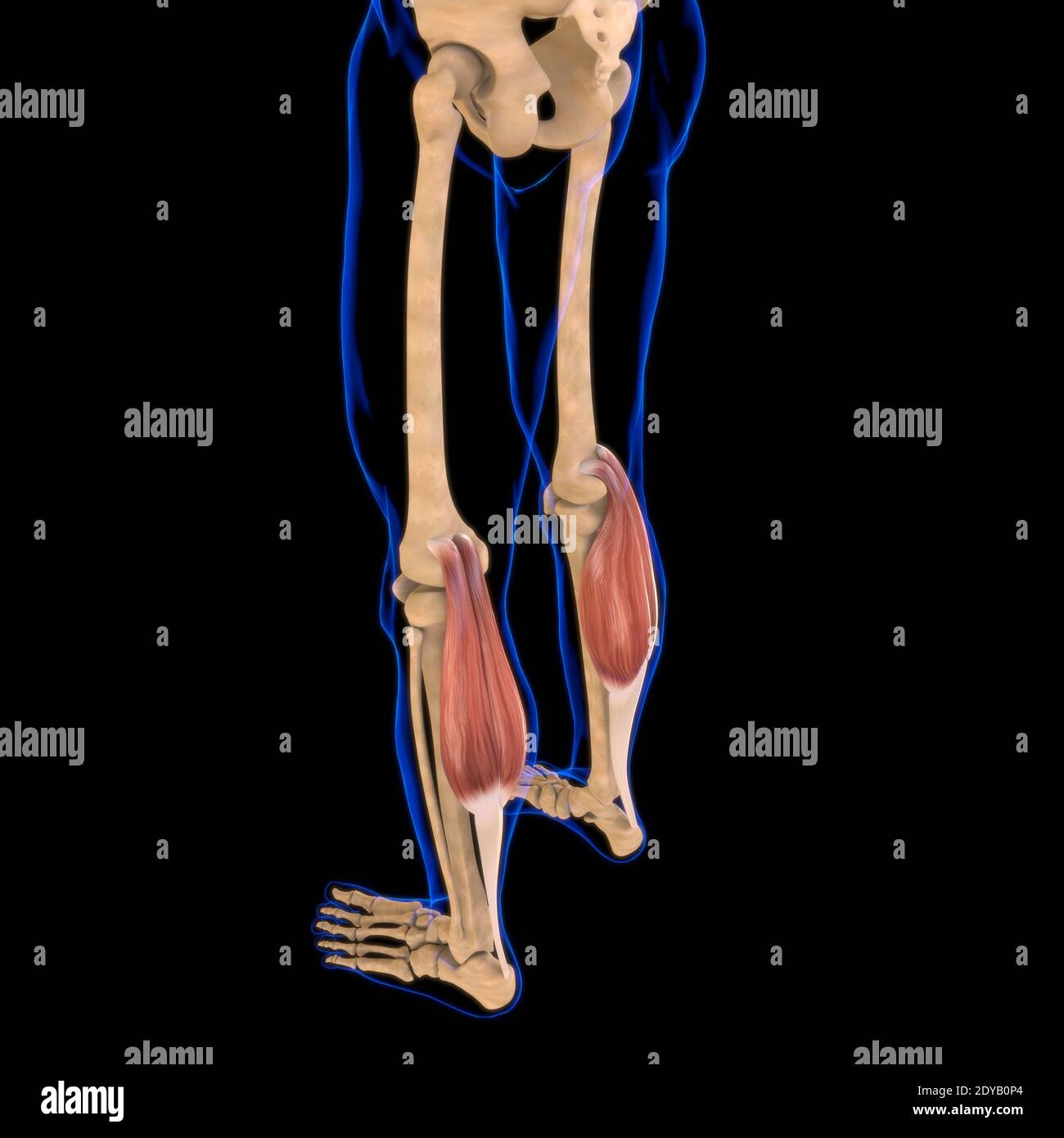Illustrazione 3D, muscolo è un tessuto molle, le cellule muscolari contengono proteine, producendo una contrazione che cambia sia la lunghezza che la forma del ce Foto Stock