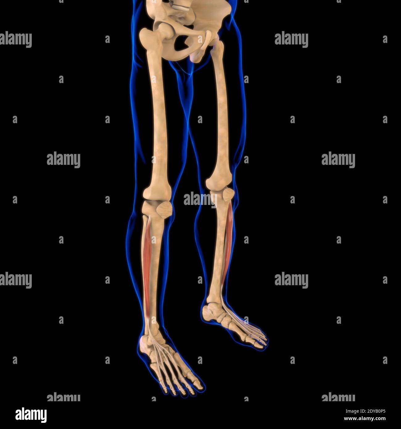 Illustrazione 3D, muscolo è un tessuto molle, le cellule muscolari contengono proteine, producendo una contrazione che cambia sia la lunghezza che la forma del ce Foto Stock