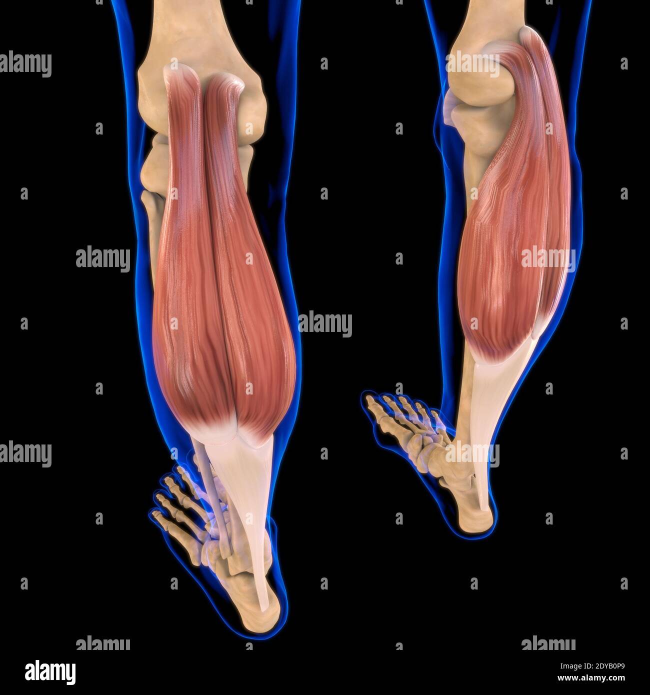 Illustrazione 3D, muscolo è un tessuto molle, le cellule muscolari contengono proteine, producendo una contrazione che cambia sia la lunghezza che la forma del ce Foto Stock