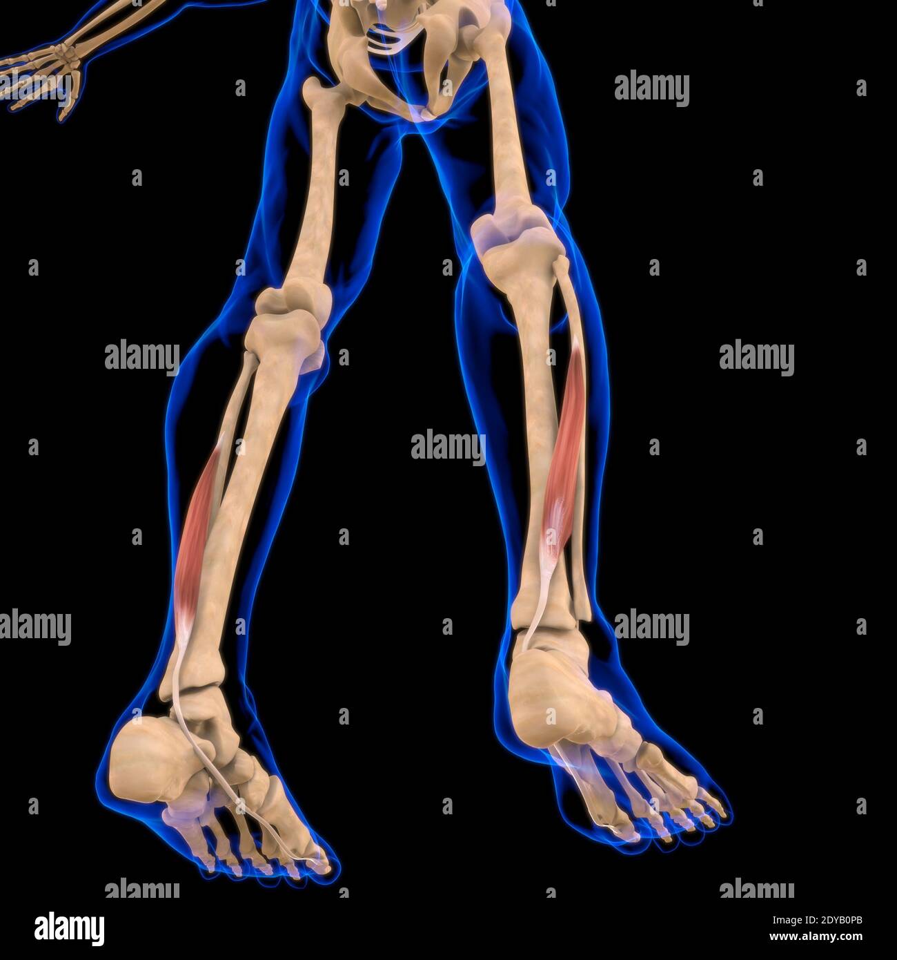 Illustrazione 3D, muscolo è un tessuto molle, le cellule muscolari contengono proteine, producendo una contrazione che cambia sia la lunghezza che la forma del ce Foto Stock
