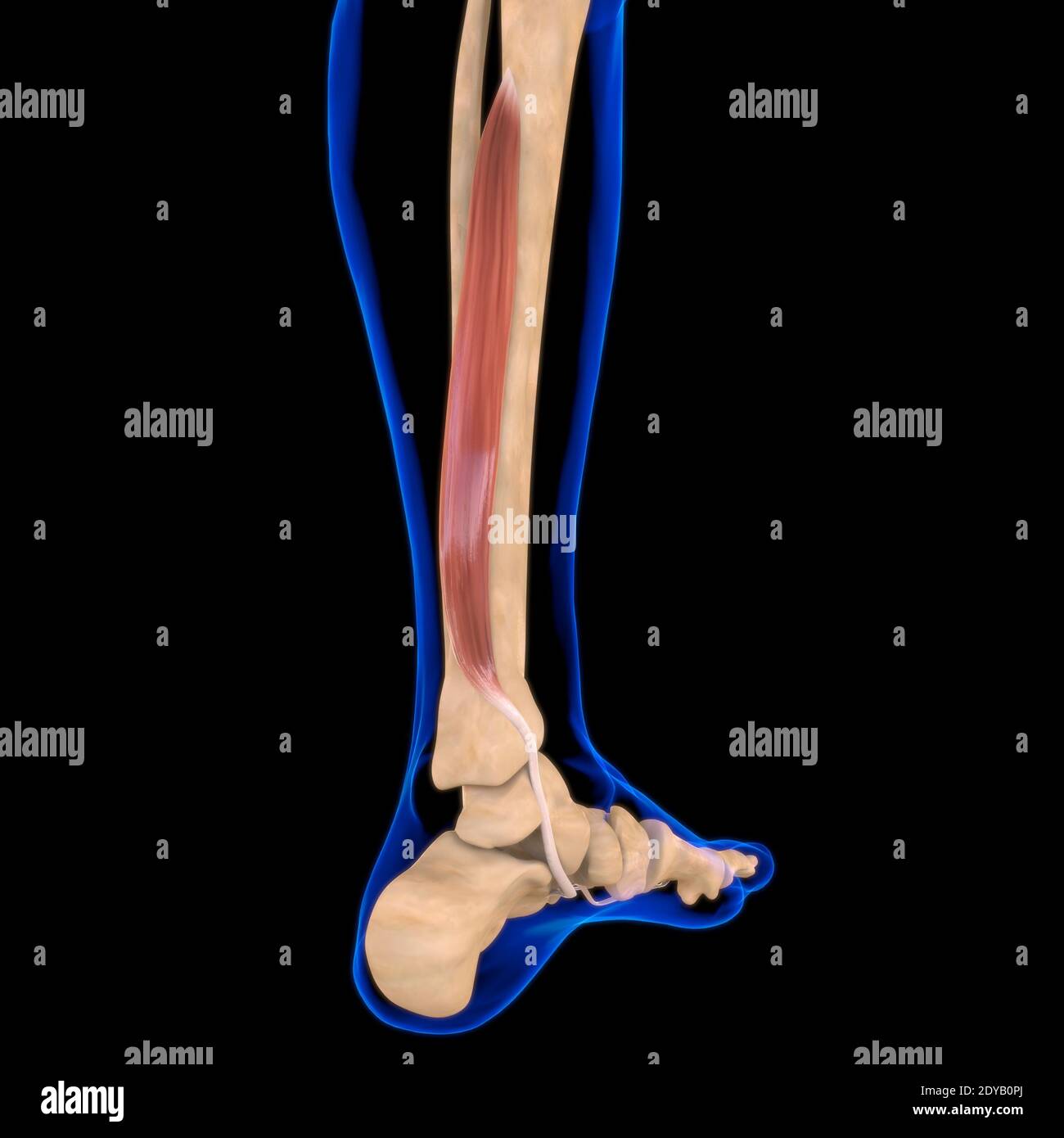 Illustrazione 3D, muscolo è un tessuto molle, le cellule muscolari contengono proteine, producendo una contrazione che cambia sia la lunghezza che la forma del ce Foto Stock