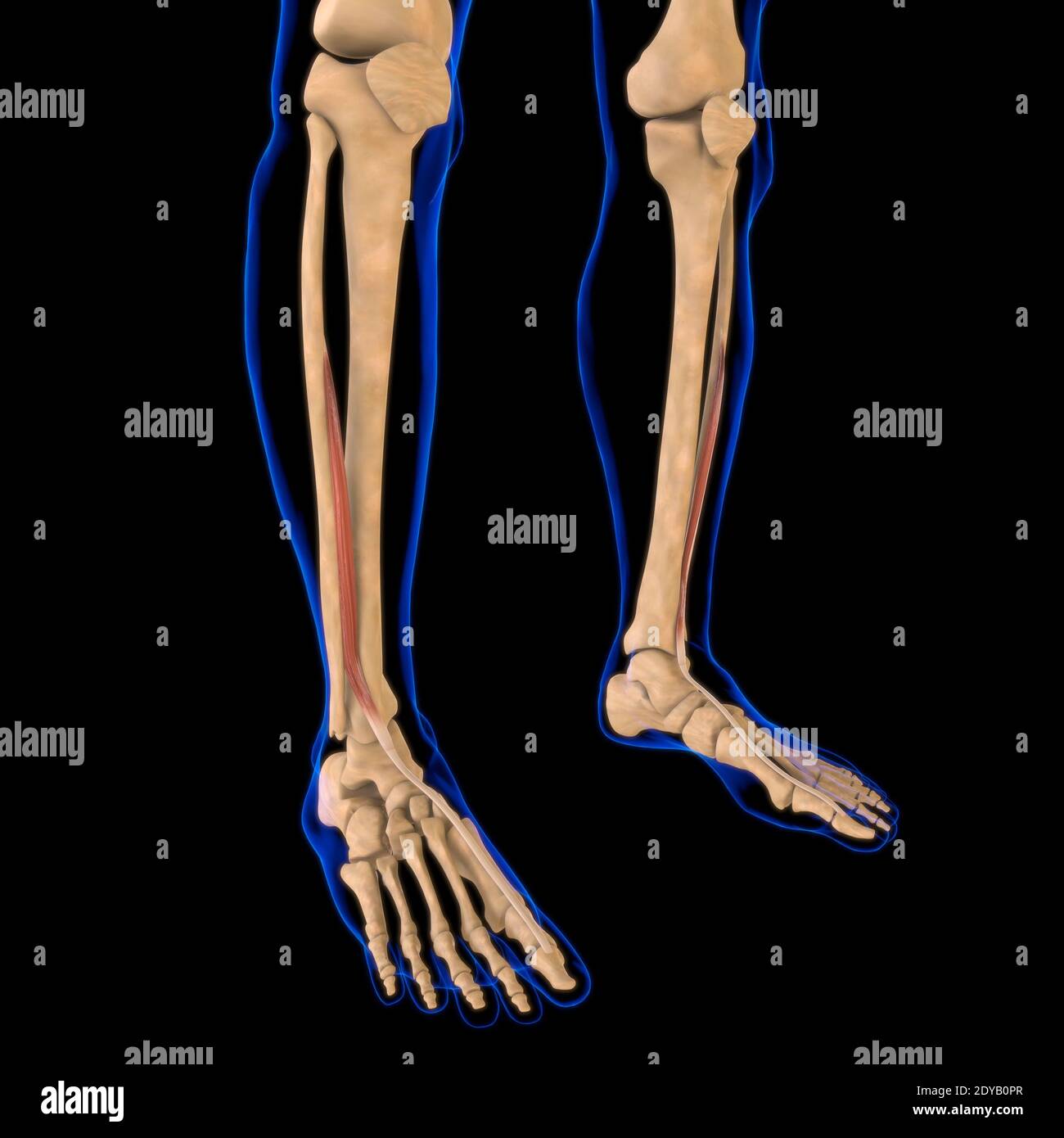 Illustrazione 3D, muscolo è un tessuto molle, le cellule muscolari contengono proteine, producendo una contrazione che cambia sia la lunghezza che la forma del ce Foto Stock