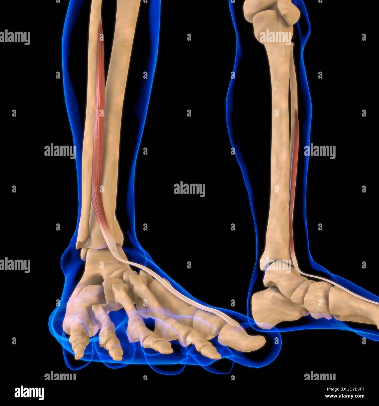 Illustrazione 3D, muscolo è un tessuto molle, le cellule muscolari contengono proteine, producendo una contrazione che cambia sia la lunghezza che la forma del ce Foto Stock