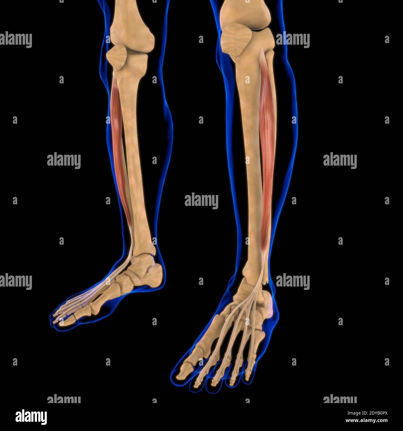 Illustrazione 3D, muscolo è un tessuto molle, le cellule muscolari contengono proteine, producendo una contrazione che cambia sia la lunghezza che la forma del ce Foto Stock