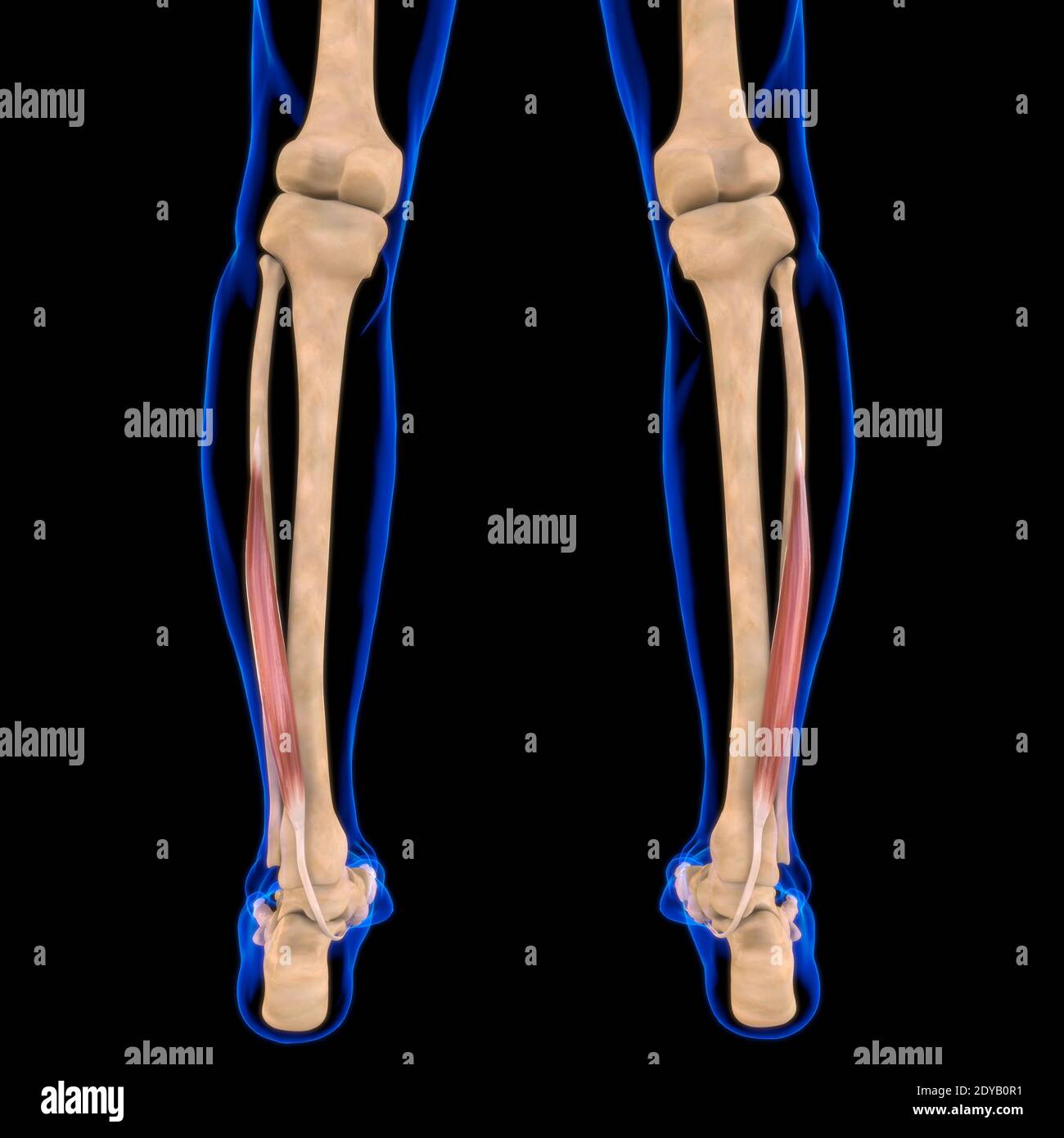 Illustrazione 3D, muscolo è un tessuto molle, le cellule muscolari contengono proteine, producendo una contrazione che cambia sia la lunghezza che la forma del ce Foto Stock