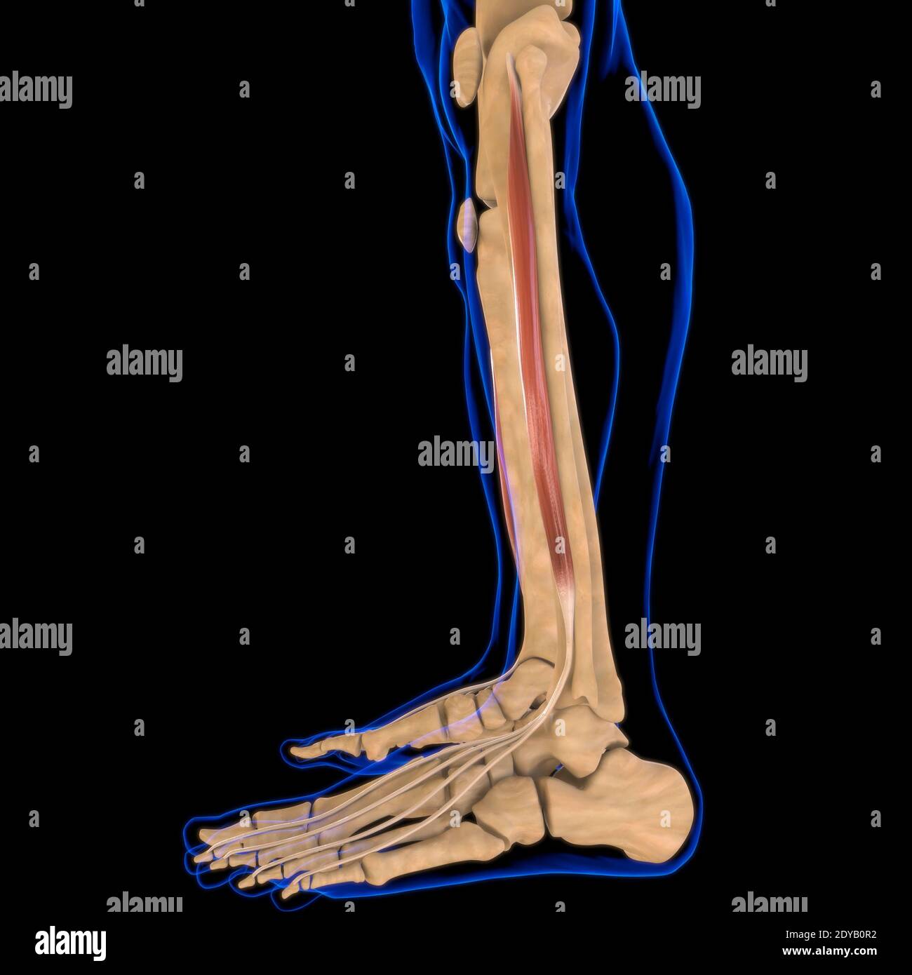 Illustrazione 3D, muscolo è un tessuto molle, le cellule muscolari contengono proteine, producendo una contrazione che cambia sia la lunghezza che la forma del ce Foto Stock