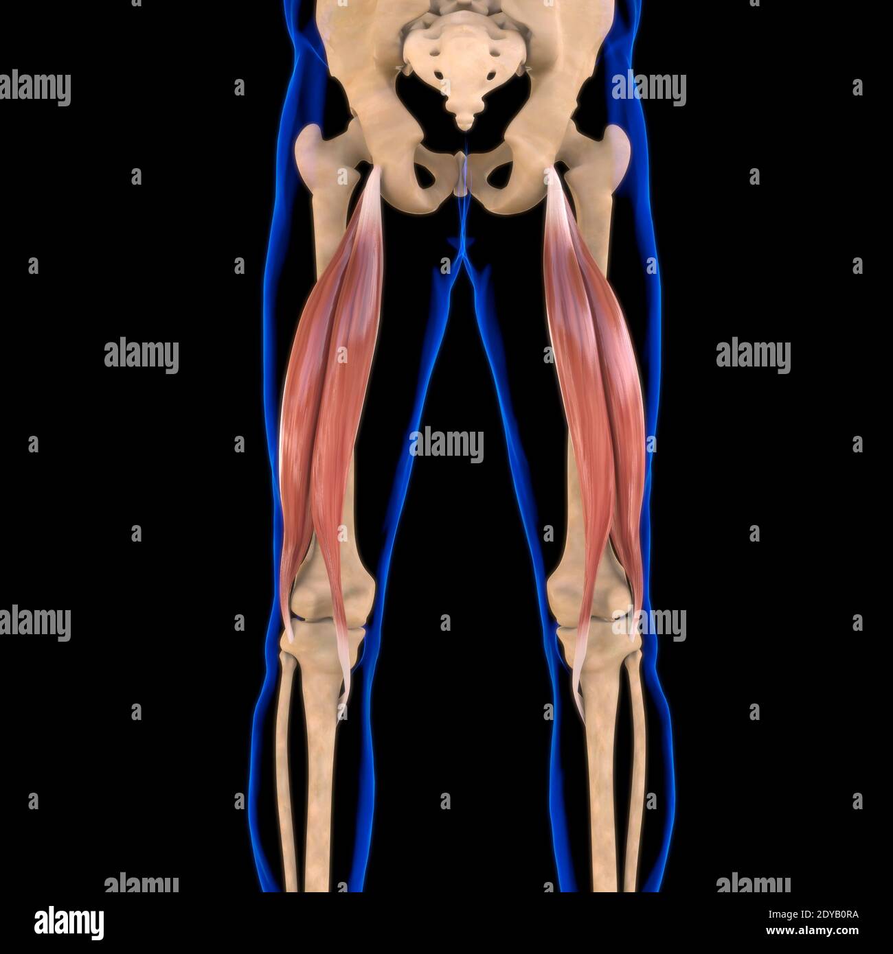 Illustrazione 3D, muscolo è un tessuto molle, le cellule muscolari contengono proteine, producendo una contrazione che cambia sia la lunghezza che la forma del ce Foto Stock