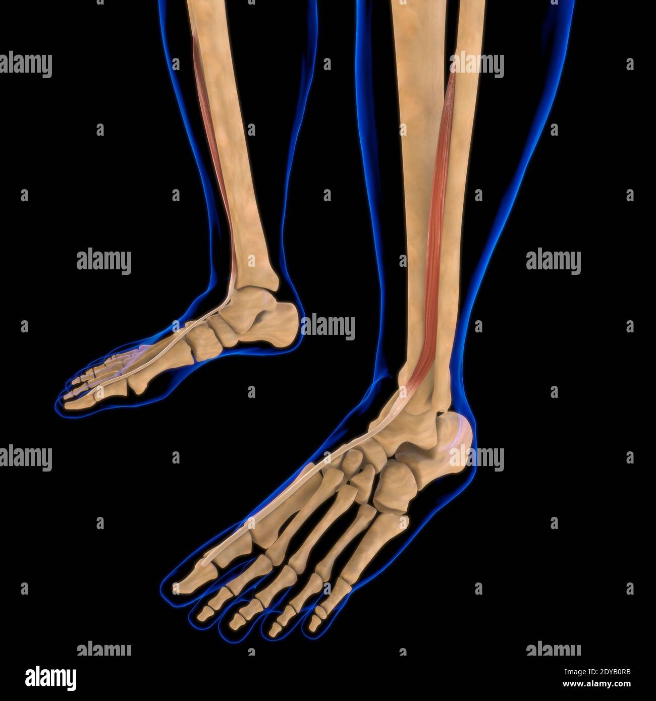Illustrazione 3D, muscolo è un tessuto molle, le cellule muscolari contengono proteine, producendo una contrazione che cambia sia la lunghezza che la forma del ce Foto Stock