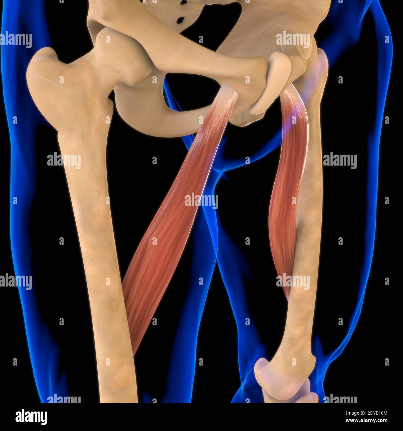 Illustrazione 3D, muscolo è un tessuto molle, le cellule muscolari contengono proteine, producendo una contrazione che cambia sia la lunghezza che la forma del ce Foto Stock