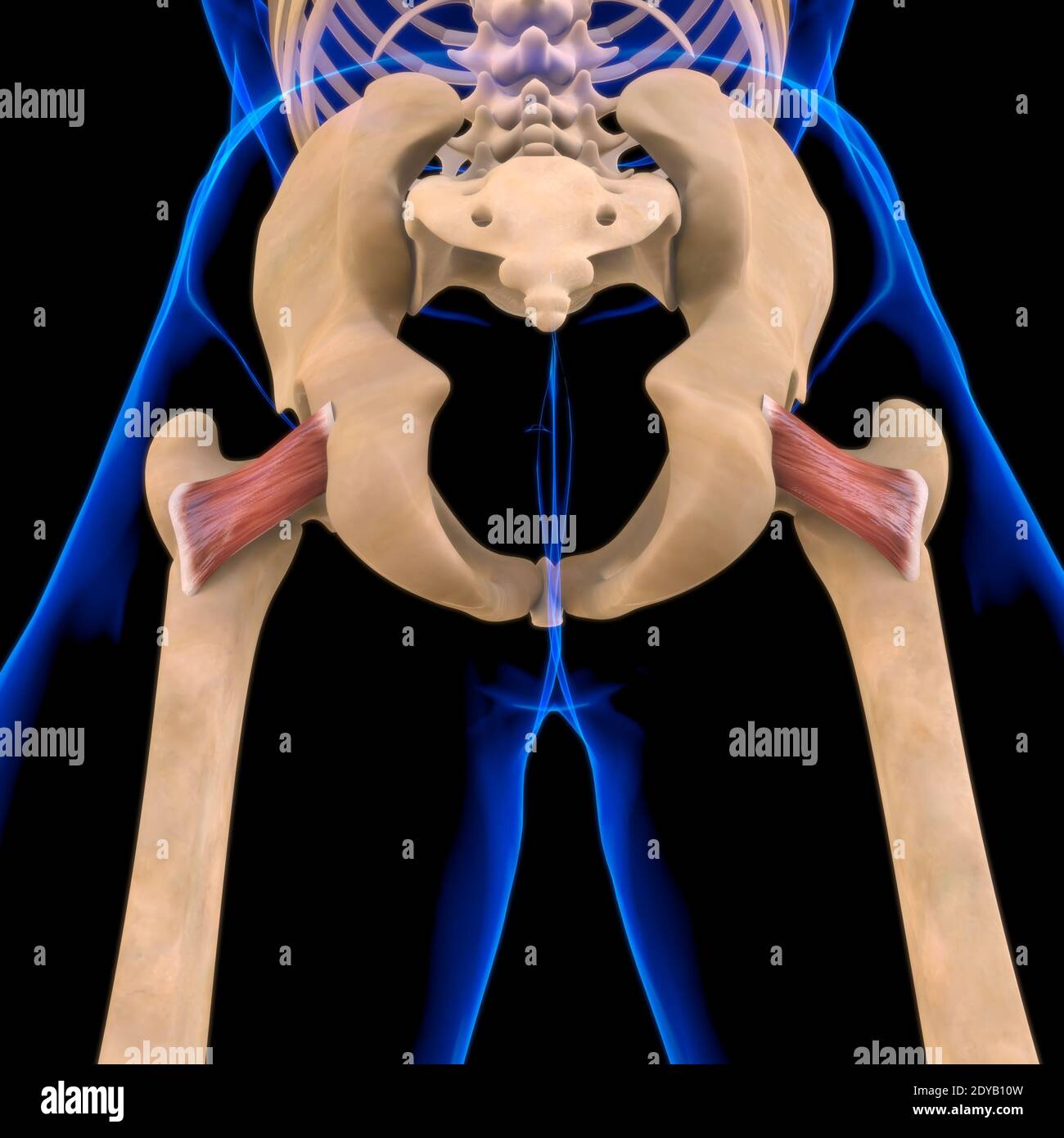 Illustrazione 3D, muscolo è un tessuto molle, le cellule muscolari contengono proteine, producendo una contrazione che cambia sia la lunghezza che la forma del ce Foto Stock