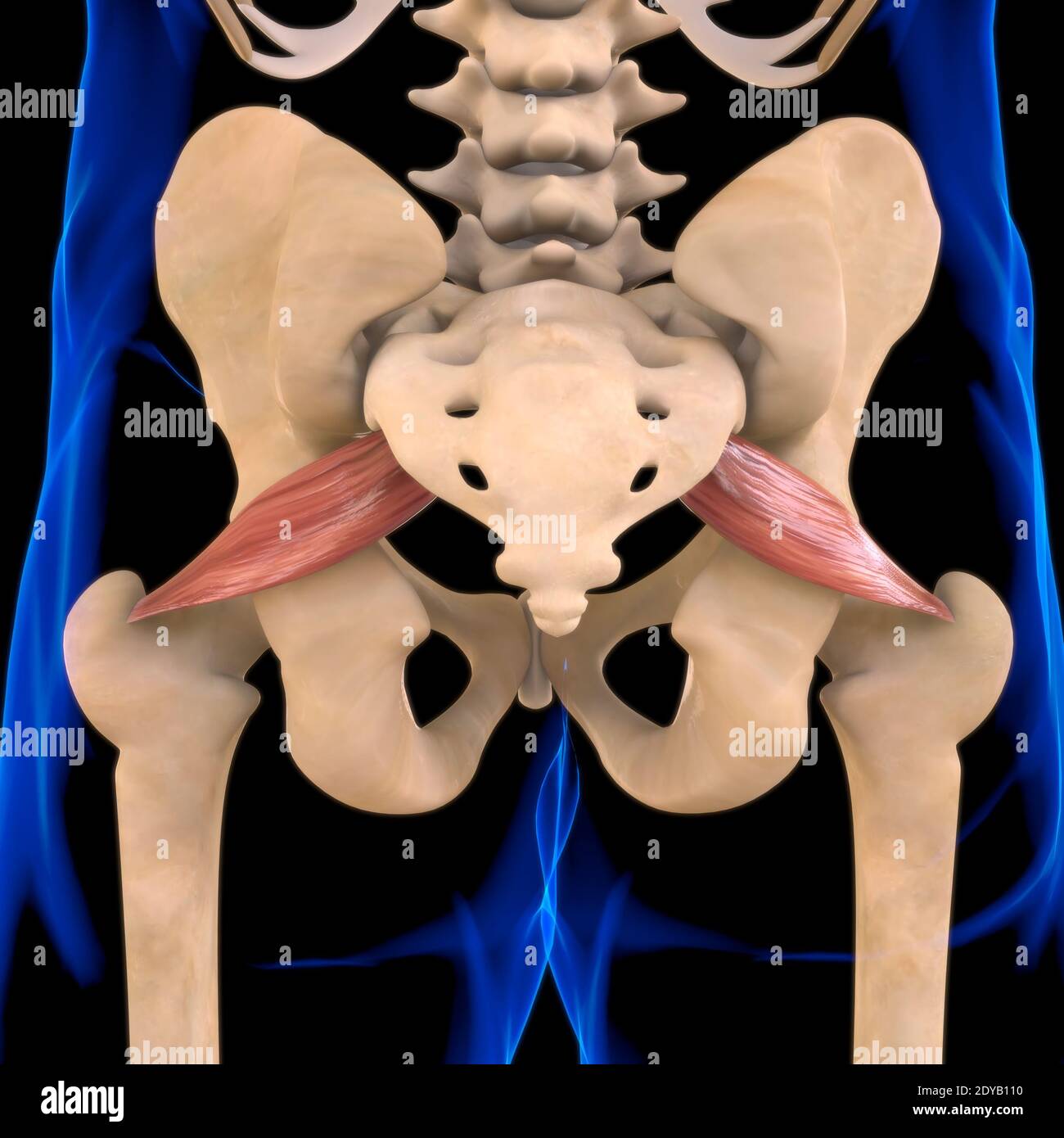 Illustrazione 3D, muscolo è un tessuto molle, le cellule muscolari contengono proteine, producendo una contrazione che cambia sia la lunghezza che la forma del ce Foto Stock