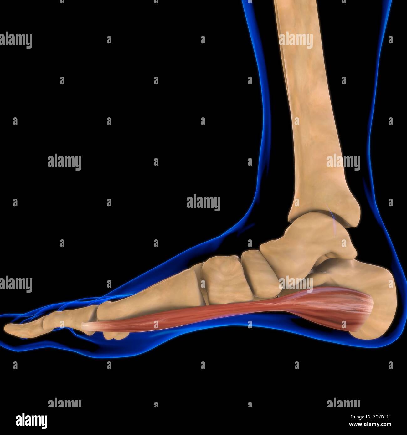 Illustrazione 3D, muscolo è un tessuto molle, le cellule muscolari contengono proteine, producendo una contrazione che cambia sia la lunghezza che la forma del ce Foto Stock