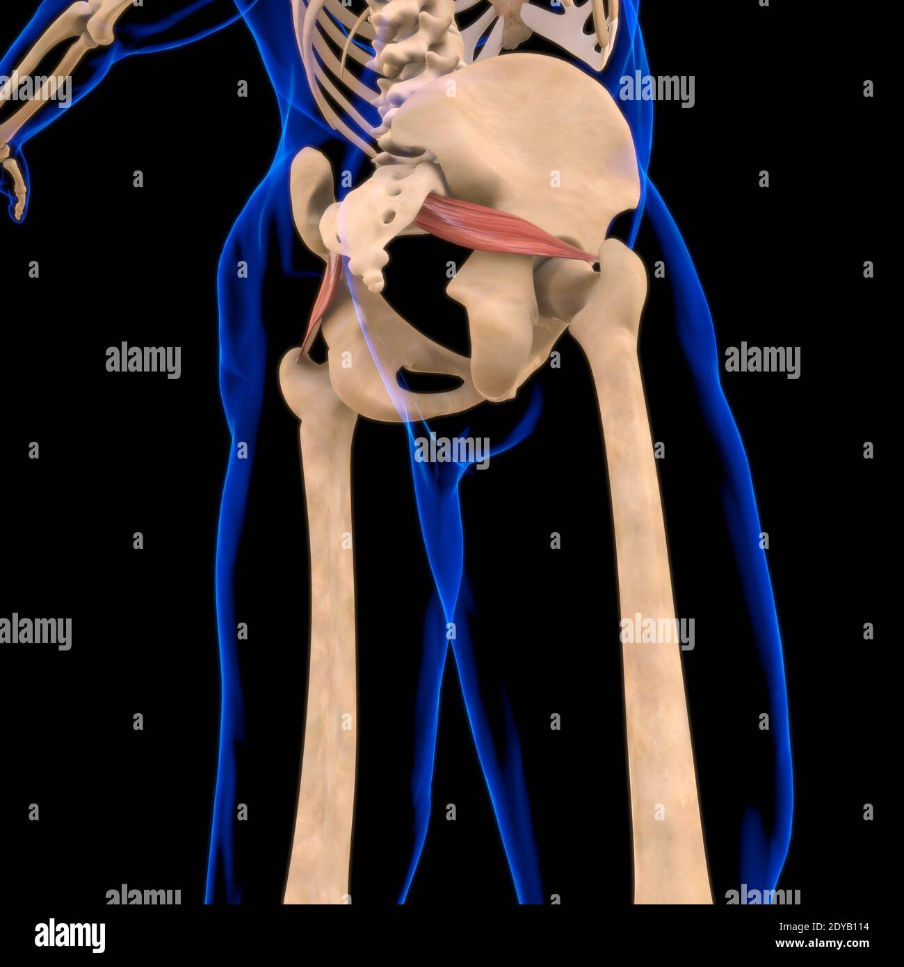 Illustrazione 3D, muscolo è un tessuto molle, le cellule muscolari contengono proteine, producendo una contrazione che cambia sia la lunghezza che la forma del ce Foto Stock
