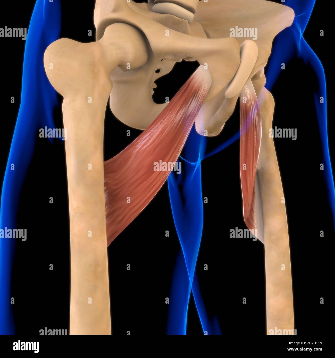 Illustrazione 3D, muscolo è un tessuto molle, le cellule muscolari contengono proteine, producendo una contrazione che cambia sia la lunghezza che la forma del ce Foto Stock