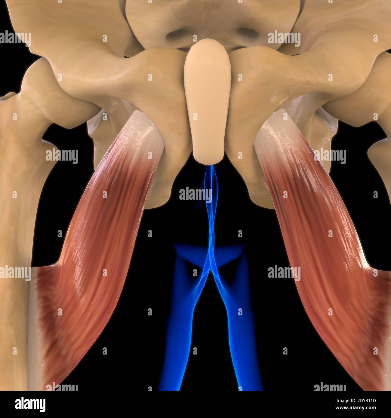 Illustrazione 3D, muscolo è un tessuto molle, le cellule muscolari contengono proteine, producendo una contrazione che cambia sia la lunghezza che la forma del ce Foto Stock