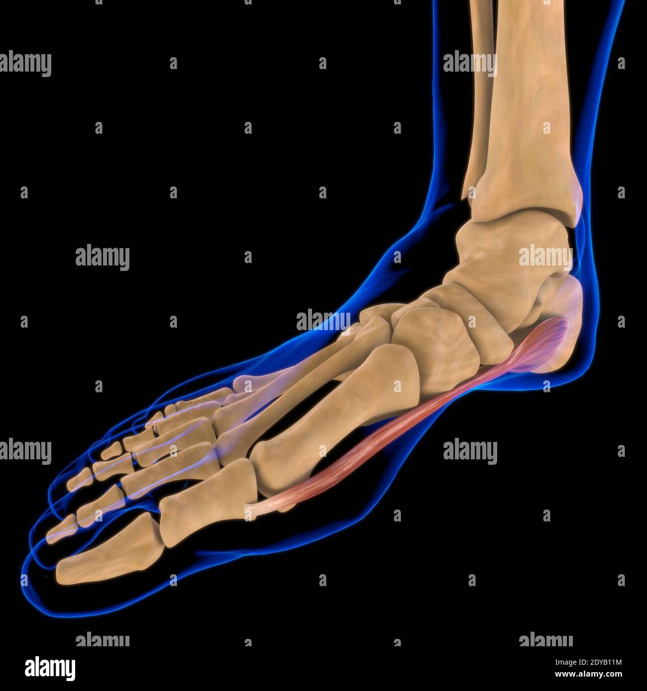 Illustrazione 3D, muscolo è un tessuto molle, le cellule muscolari contengono proteine, producendo una contrazione che cambia sia la lunghezza che la forma del ce Foto Stock