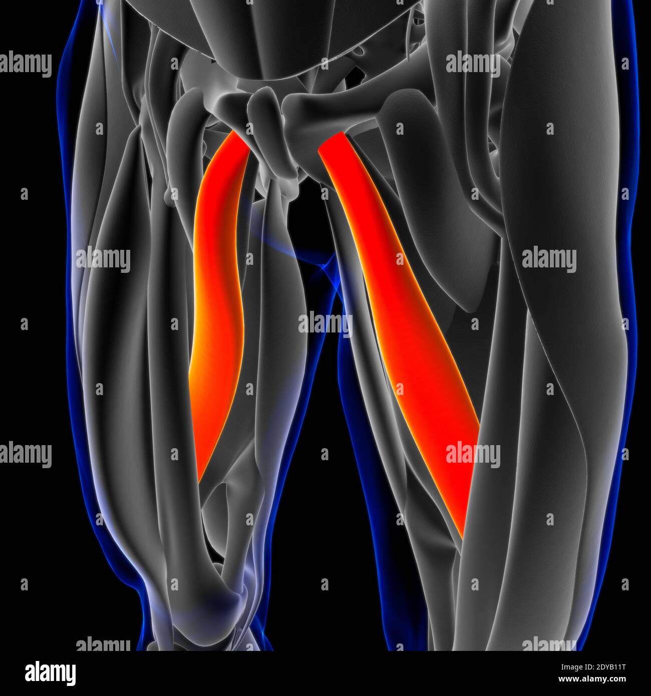 Illustrazione 3D, muscolo è un tessuto molle, le cellule muscolari contengono proteine, producendo una contrazione che cambia sia la lunghezza che la forma del ce Foto Stock
