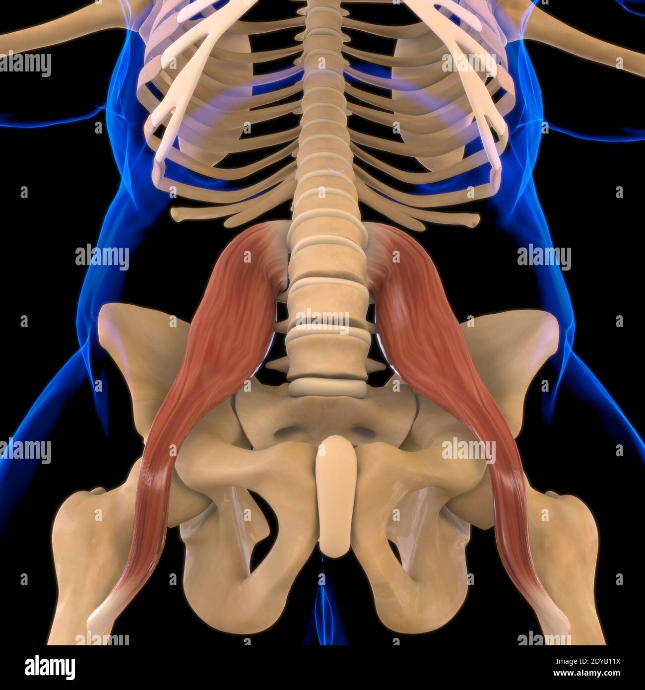 Illustrazione 3D, muscolo è un tessuto molle, le cellule muscolari contengono proteine, producendo una contrazione che cambia sia la lunghezza che la forma del ce Foto Stock