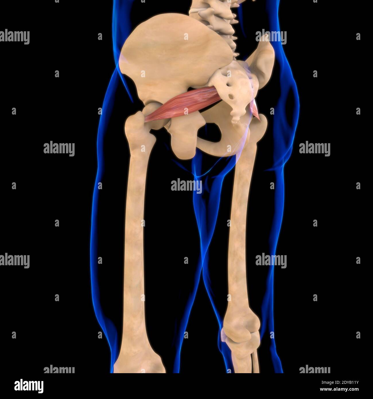 Illustrazione 3D, muscolo è un tessuto molle, le cellule muscolari contengono proteine, producendo una contrazione che cambia sia la lunghezza che la forma del ce Foto Stock