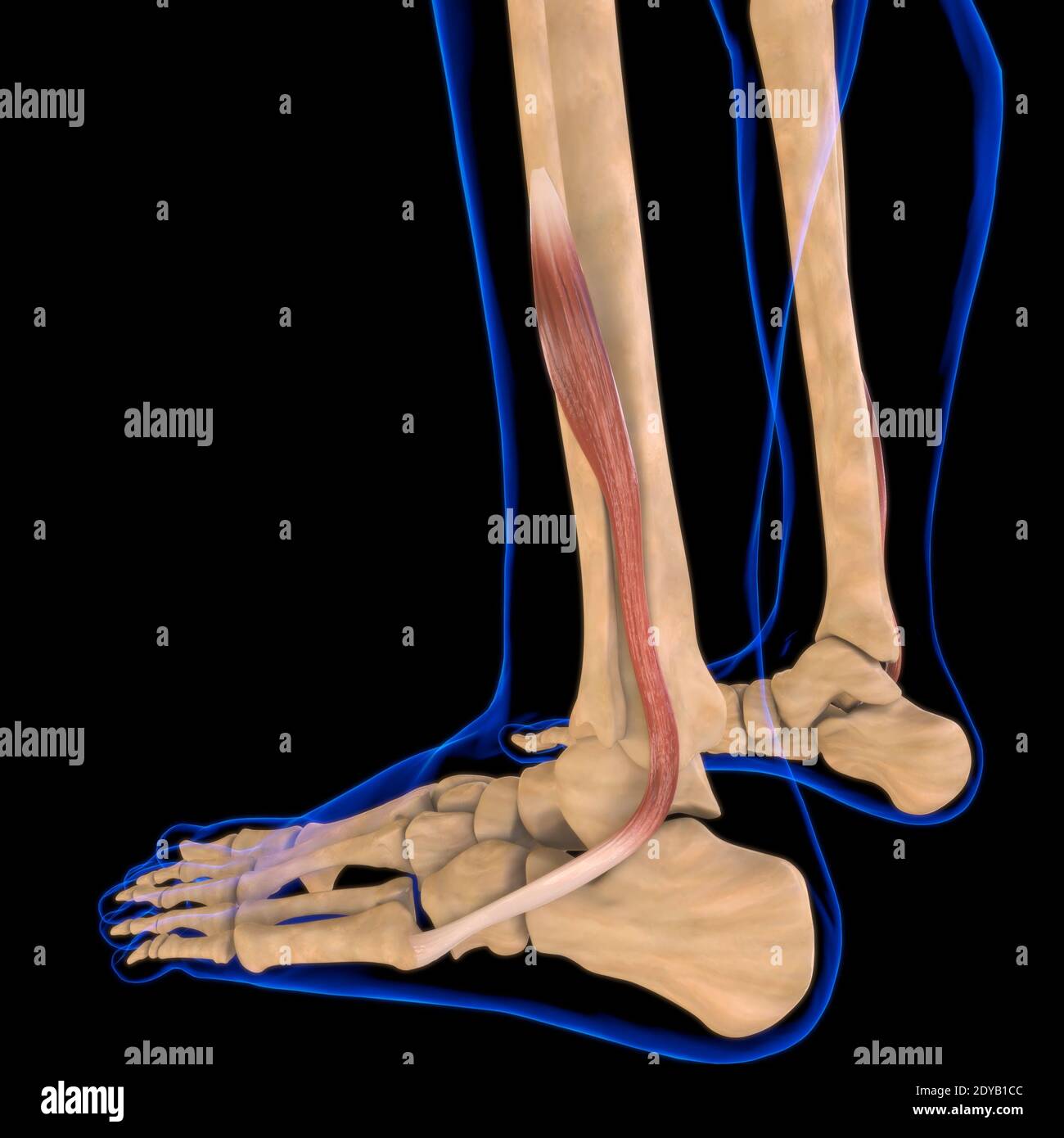 Illustrazione 3D, muscolo è un tessuto molle, le cellule muscolari contengono proteine, producendo una contrazione che cambia sia la lunghezza che la forma del ce Foto Stock