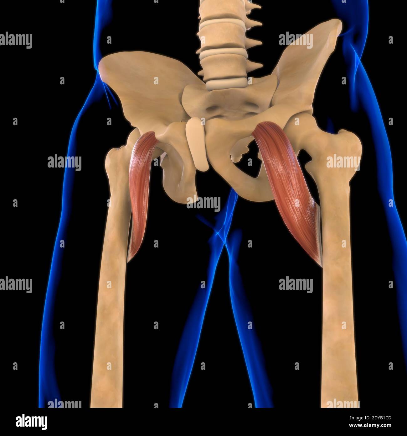 Illustrazione 3D, muscolo è un tessuto molle, le cellule muscolari contengono proteine, producendo una contrazione che cambia sia la lunghezza che la forma del ce Foto Stock