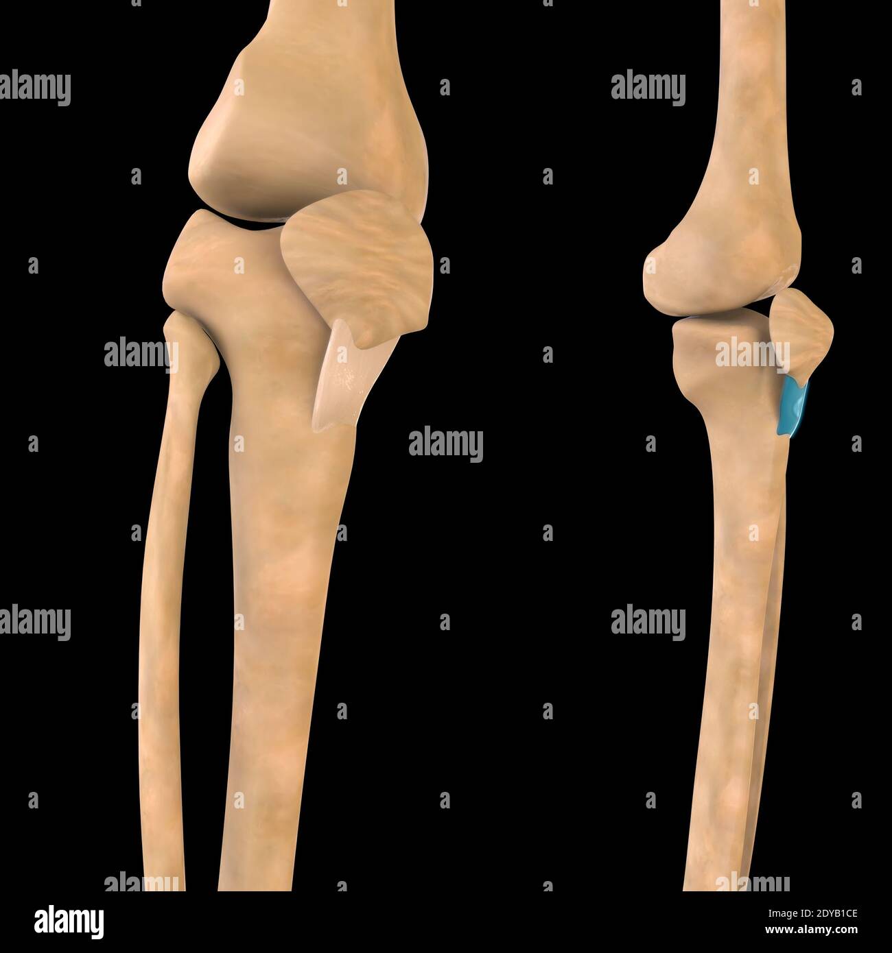 Illustrazione 3D, muscolo è un tessuto molle, le cellule muscolari contengono proteine, producendo una contrazione che cambia sia la lunghezza che la forma del ce Foto Stock