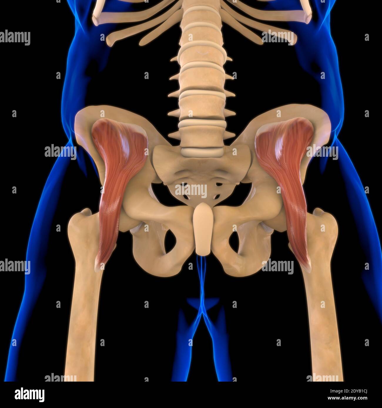 Illustrazione 3D, muscolo è un tessuto molle, le cellule muscolari contengono proteine, producendo una contrazione che cambia sia la lunghezza che la forma del ce Foto Stock