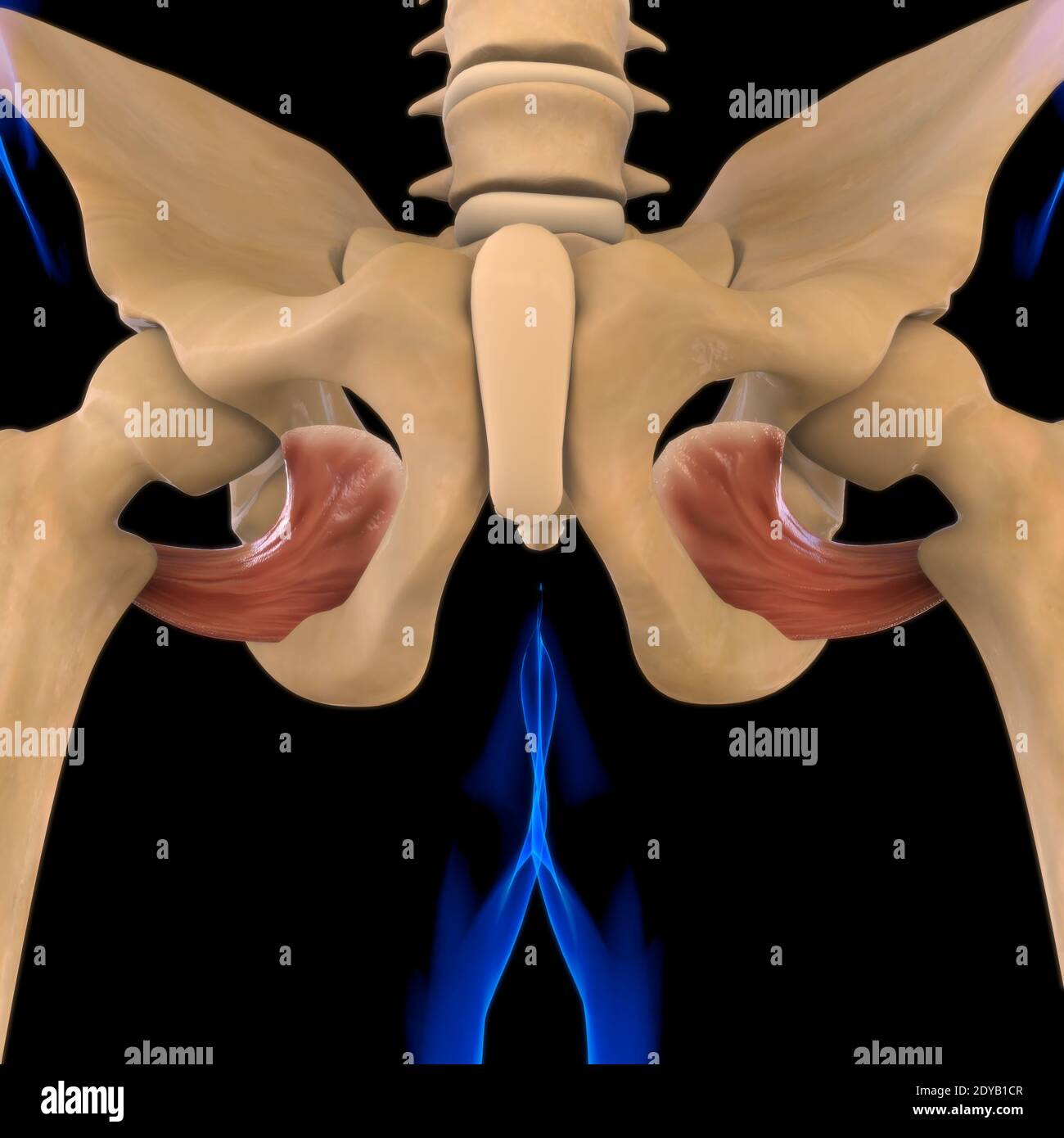 Illustrazione 3D, muscolo è un tessuto molle, le cellule muscolari contengono proteine, producendo una contrazione che cambia sia la lunghezza che la forma del ce Foto Stock